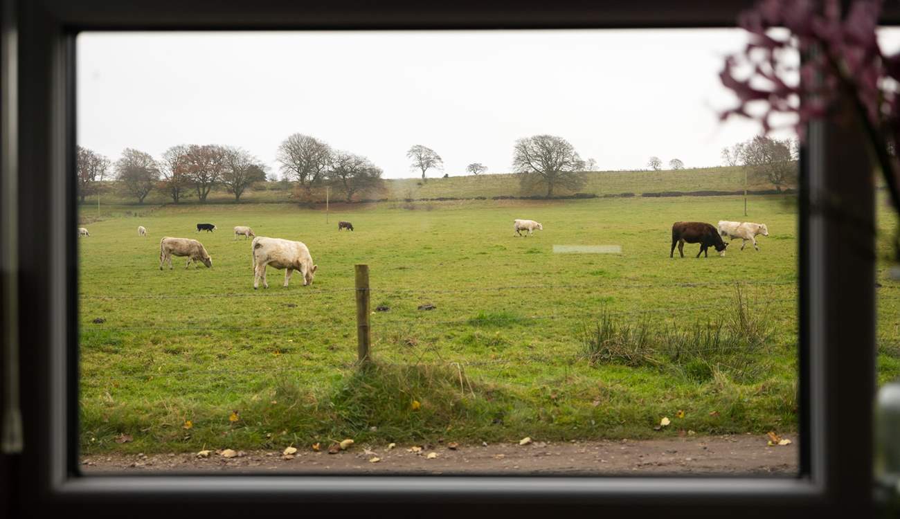 Through the kitchen window I spy cows!!