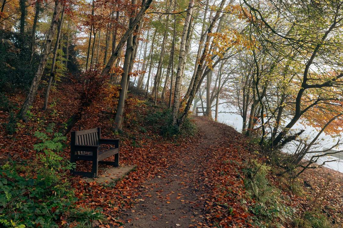 Enjoy plenty of walks through the beautiful woodland.