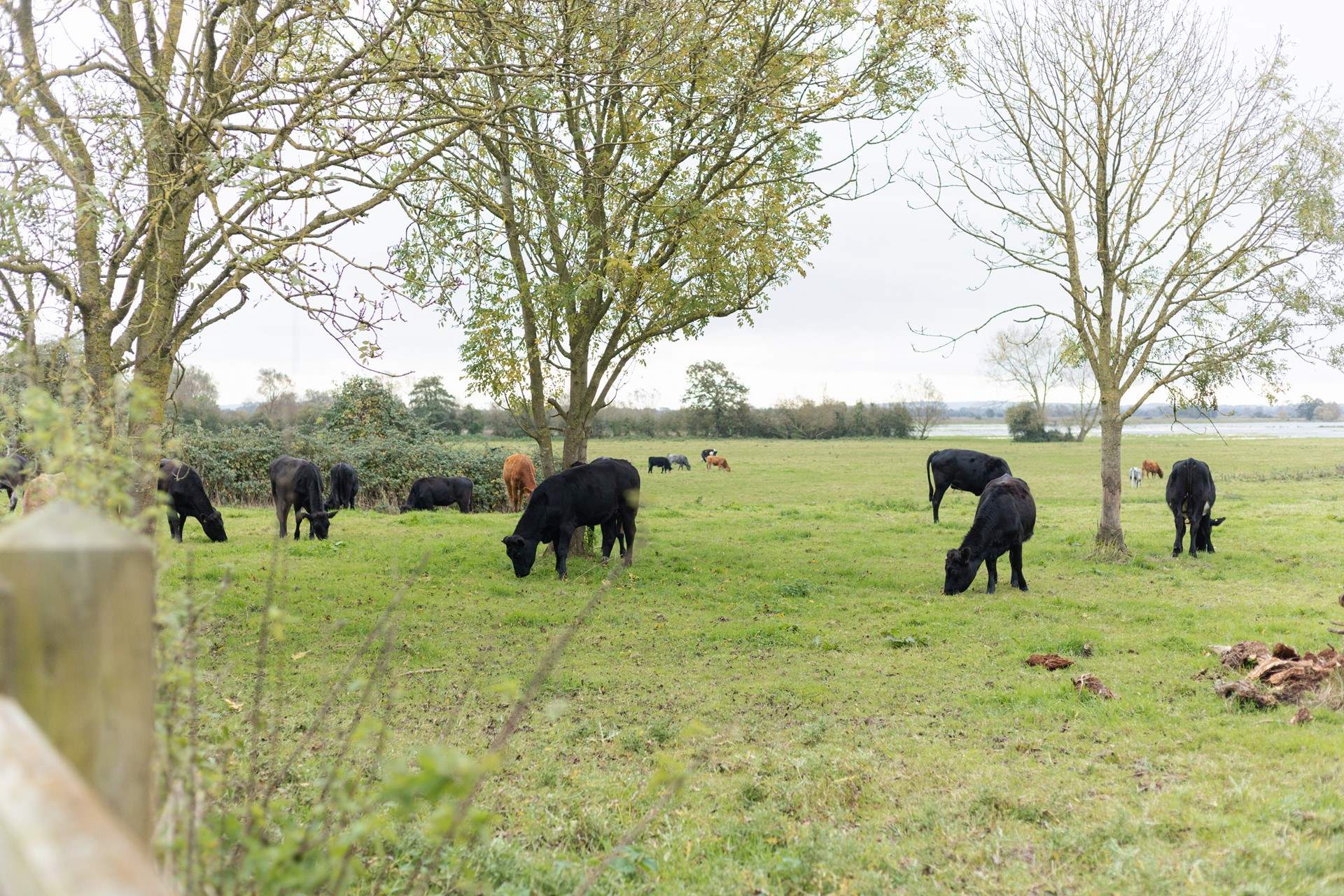 Friendly Somerset neighbours!