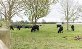 Friendly Somerset neighbours! - Thumbnail Image