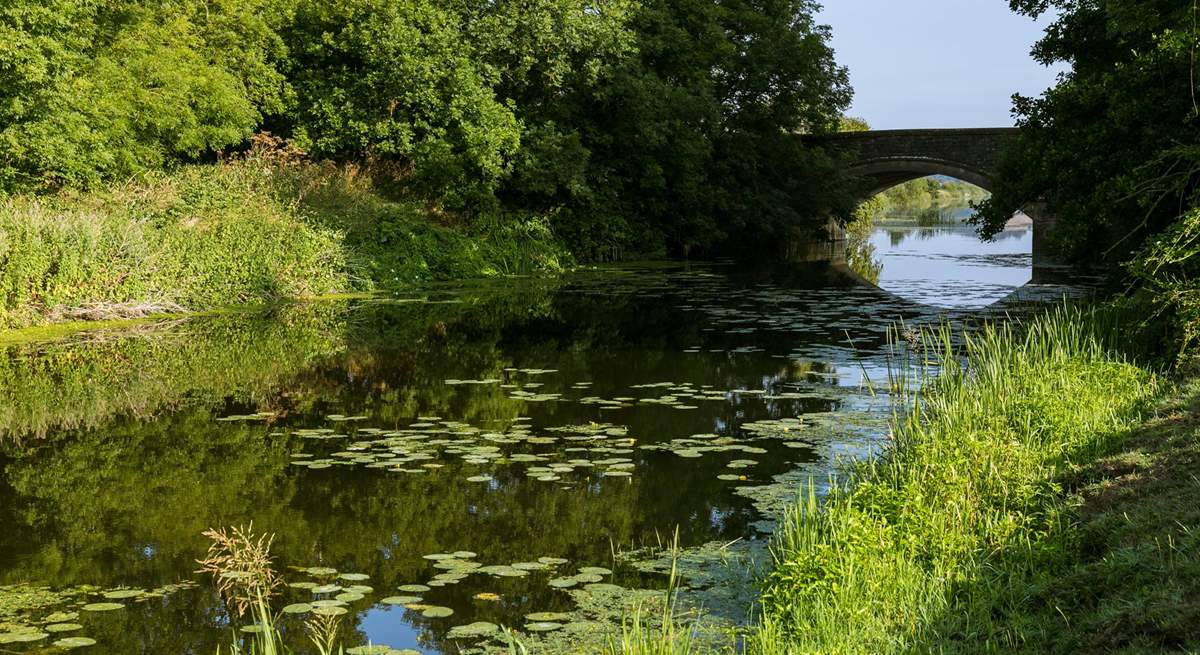 King's Sedgemoor Drain is a lovely spot for a walk.