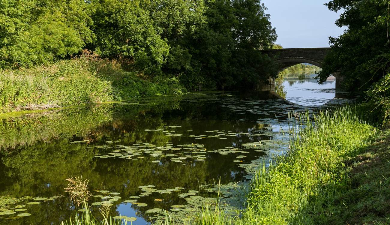 King's Sedgemoor Drain is a lovely spot for a walk.