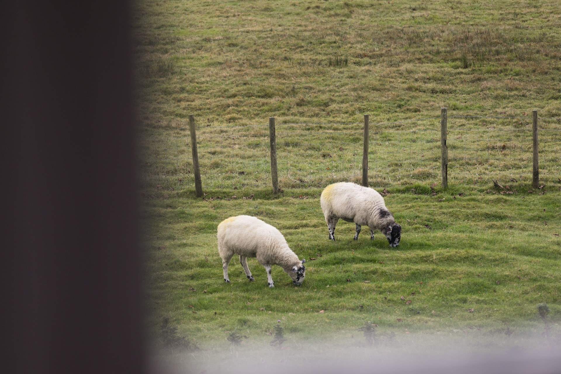 Counting sheep before you sleep.