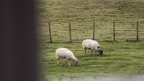 Counting sheep before you sleep.