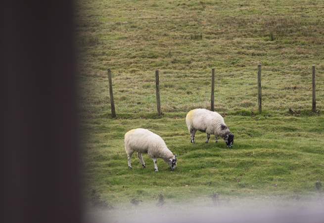 Counting sheep before you sleep.