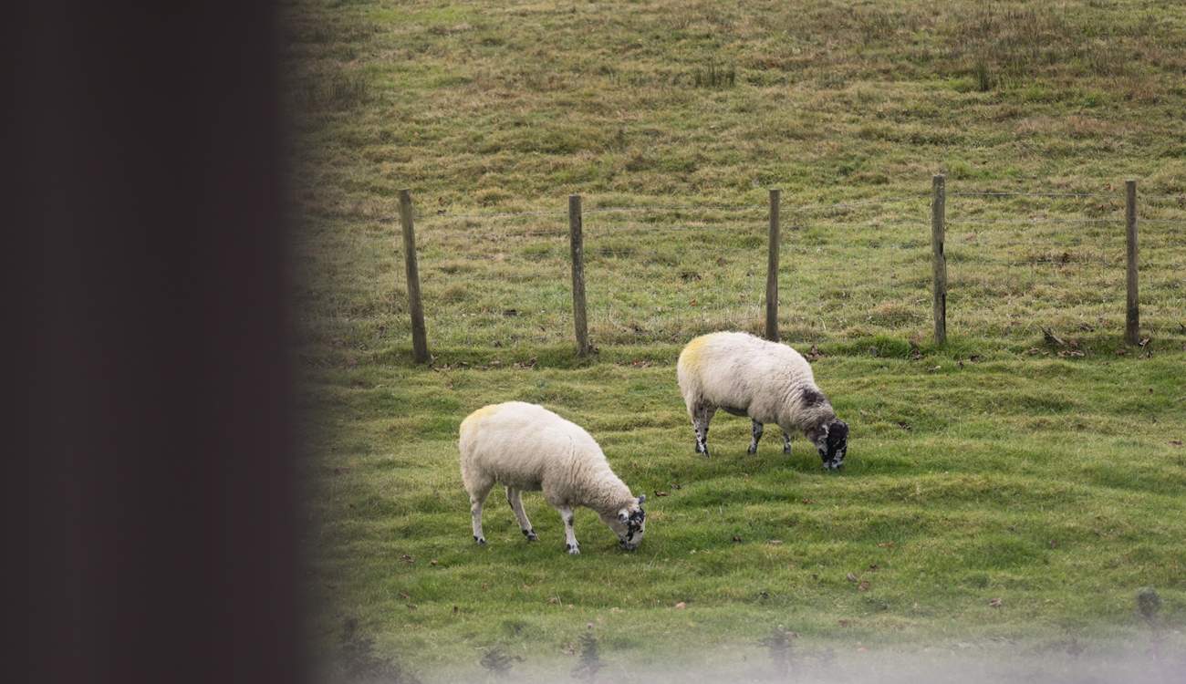 Counting sheep before you sleep.