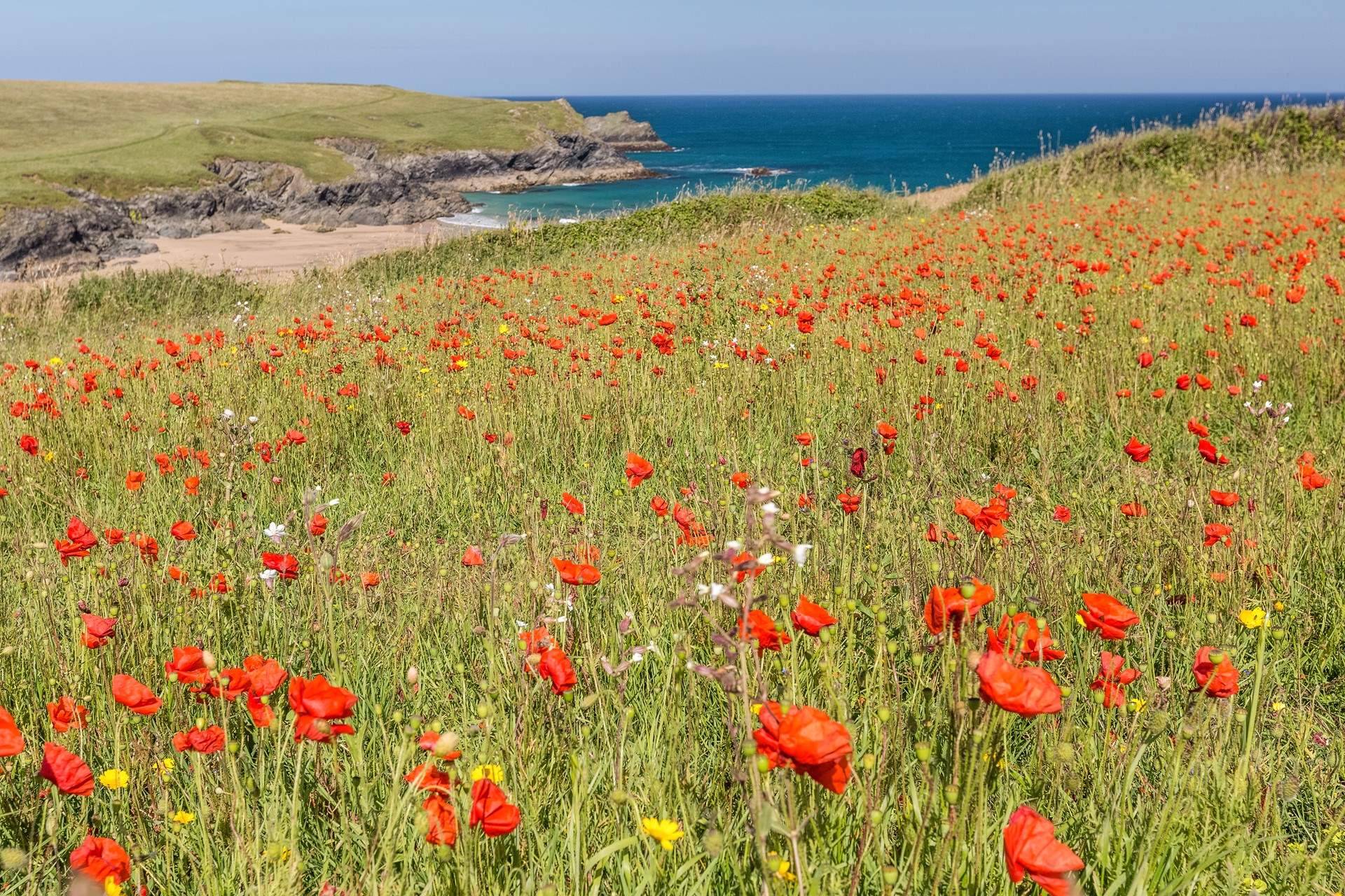 The poppies at Pentire are stunning in June. 