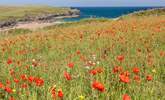 The poppies at Pentire are stunning in June.  - Thumbnail Image