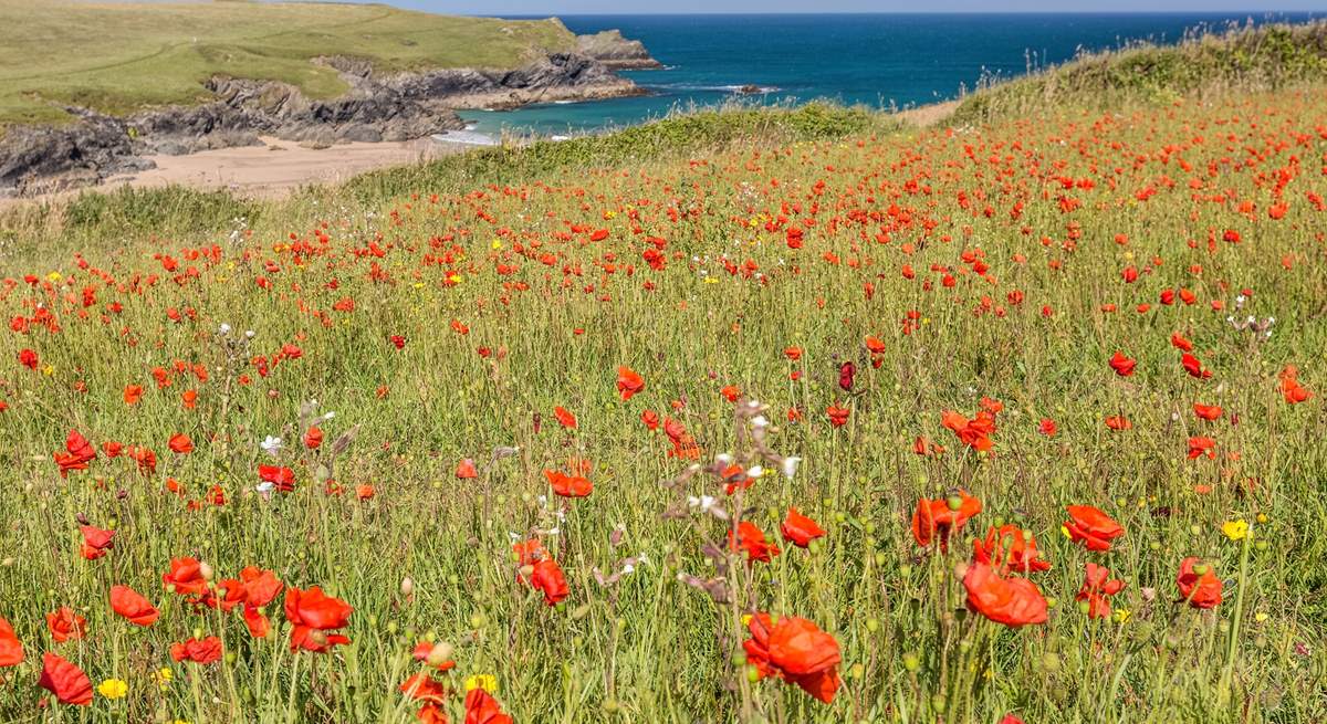 The poppies at Pentire are stunning in June. 