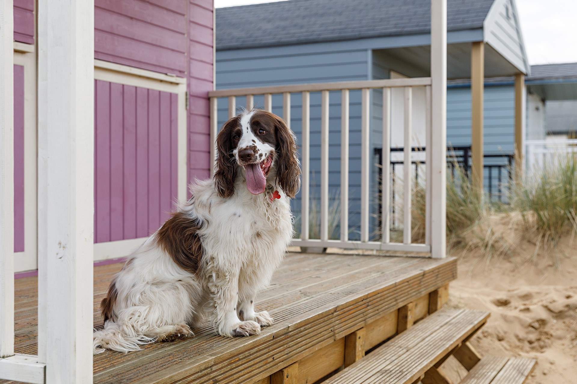 Lookout for the pastel shades of beach huts at the glorious Old Hunstanton beach, great for year round walkies with your four legged friend.