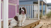 Lookout for the pastel shades of beach huts at the glorious Old Hunstanton beach, great for year round walkies with your four legged friend.