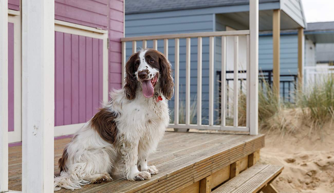 Lookout for the pastel shades of beach huts at the glorious Old Hunstanton beach, great for year round walkies with your four legged friend.