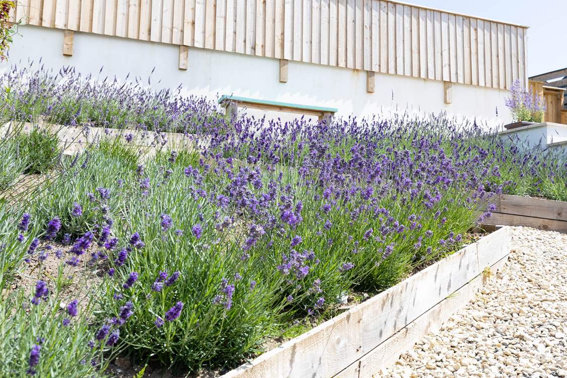 Bountiful lavender humming with bees.