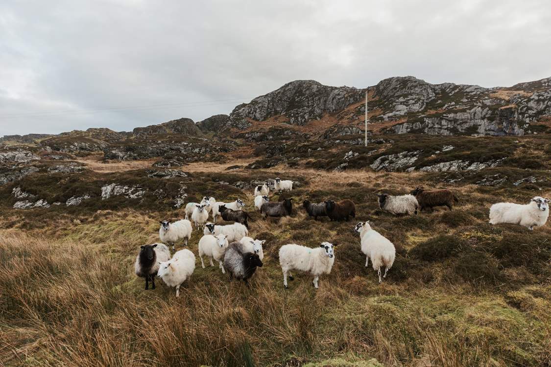 Lots and lots of sheep roaming freely over the heather and bracken.