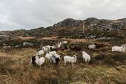 Lots and lots of sheep roaming freely over the heather and bracken.