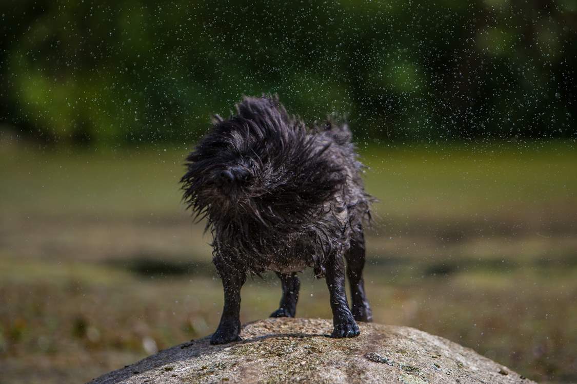 Your canine companion is welcome to join you.