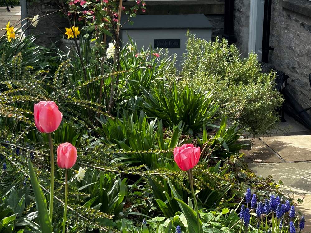 Enjoy the beautiful garden.