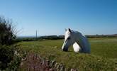 A friendly face in the neighbouring field, also enjoying the sea views. - Thumbnail Image