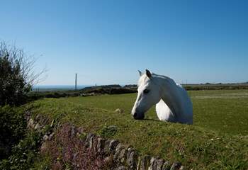 A friendly face in the neighbouring field, also enjoying the sea views.