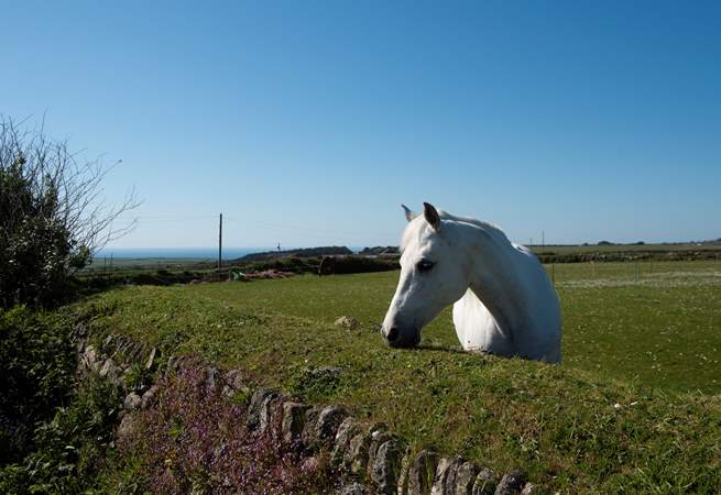 A friendly face in the neighbouring field, also enjoying the sea views.