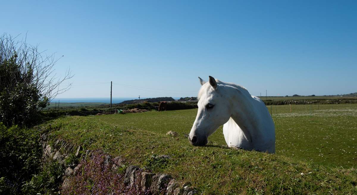 A friendly face in the neighbouring field, also enjoying the sea views.