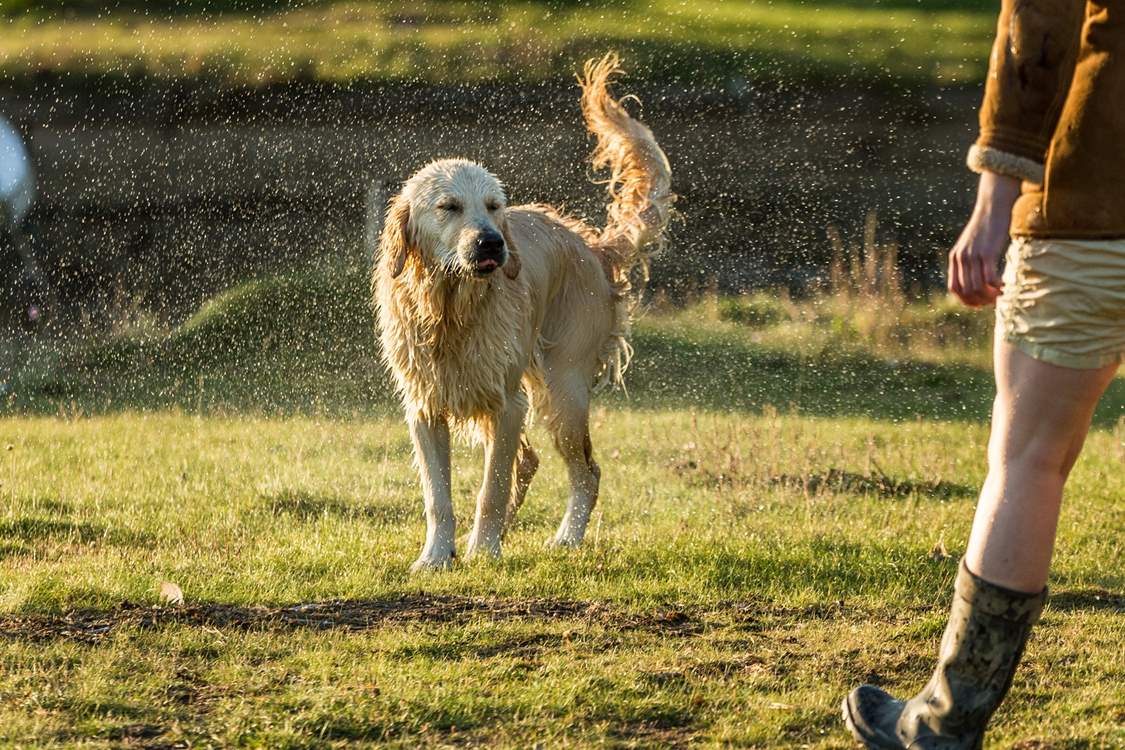 Your canine companion is most welcome to join the family's adventures.