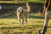 Your canine companion is most welcome to join the family's adventures.