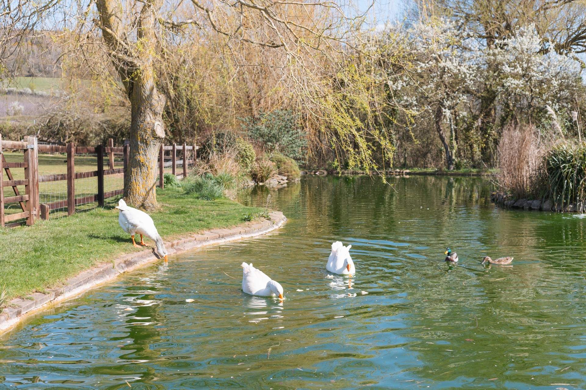 There are some feathered friends to say hello to!