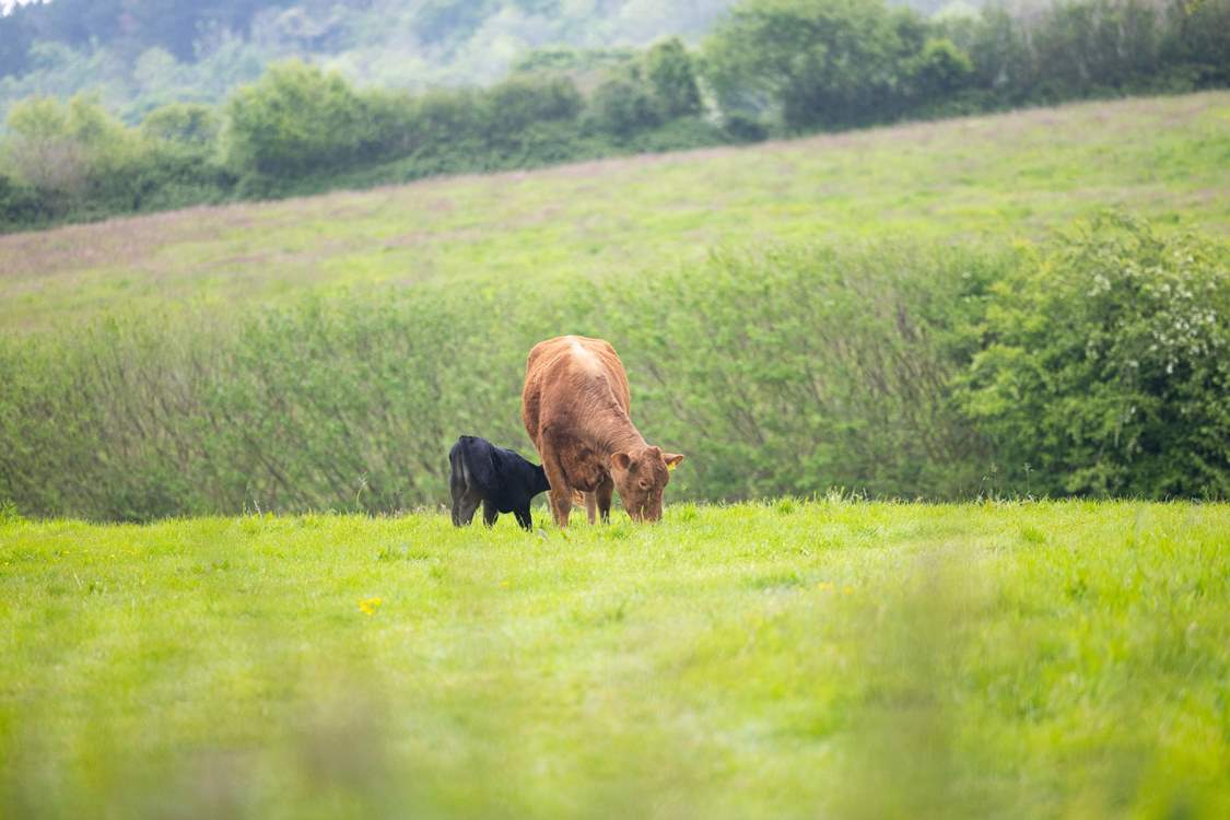 Only the cows for your neighbours.