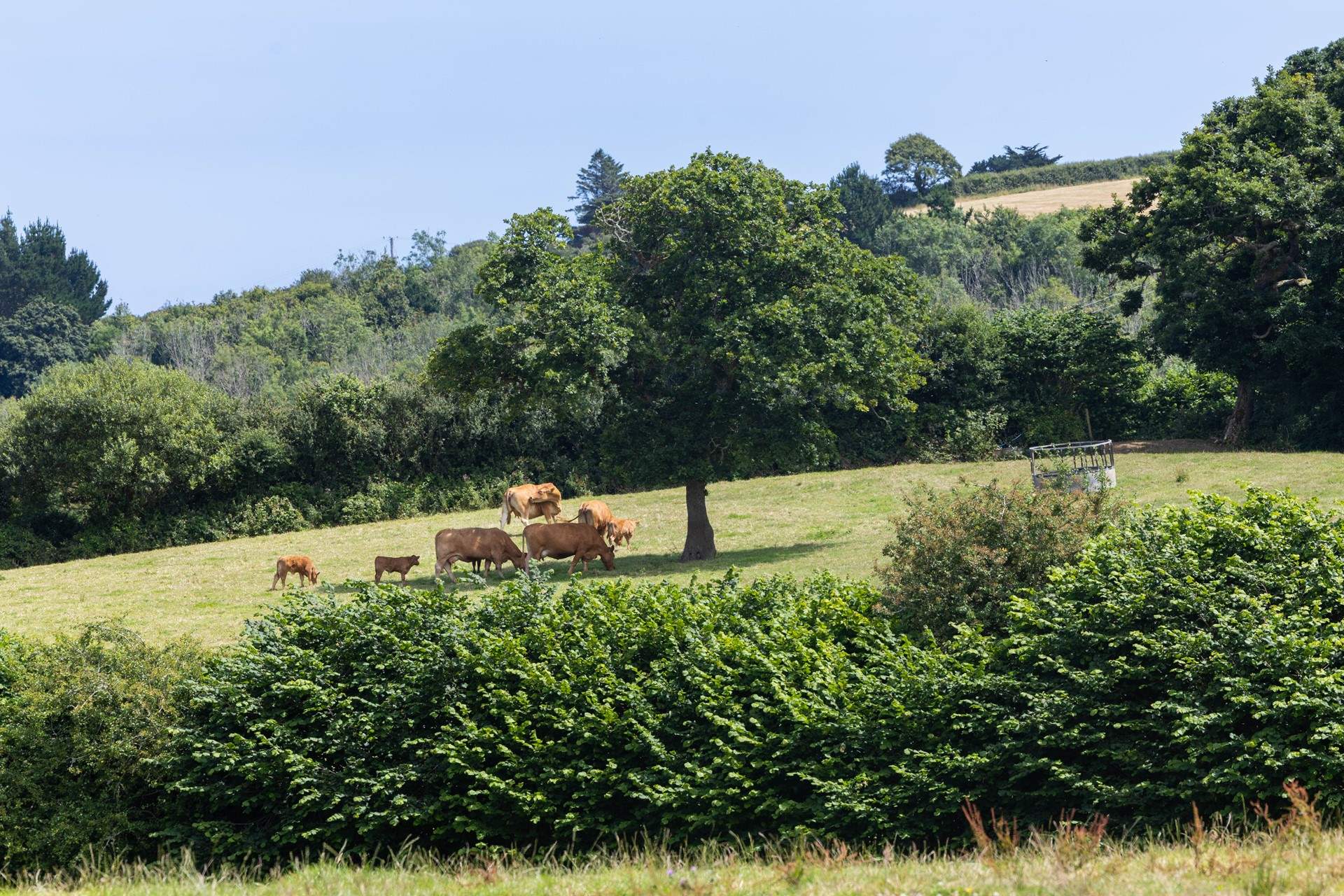 Spy the cows from your window. 