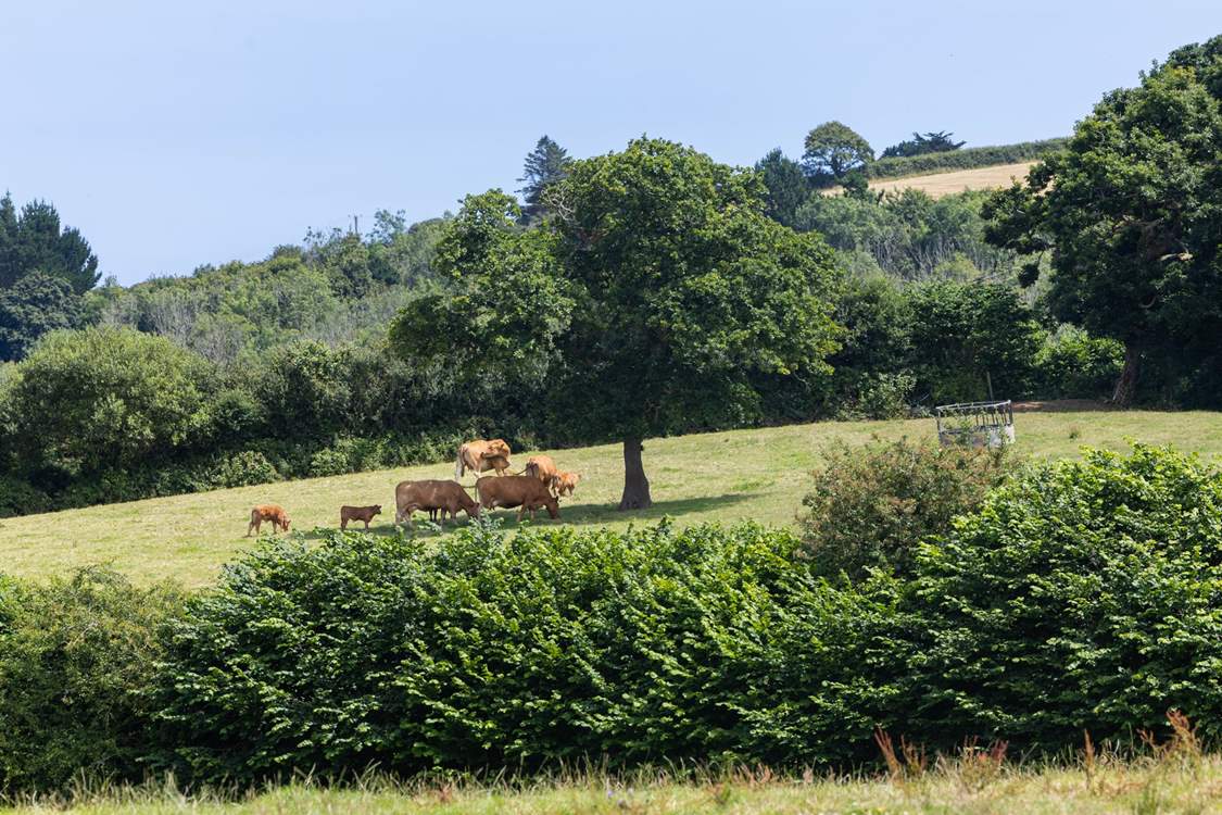 Spy the cows from your window.