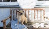 Four legged friends will love it here.  - Thumbnail Image
