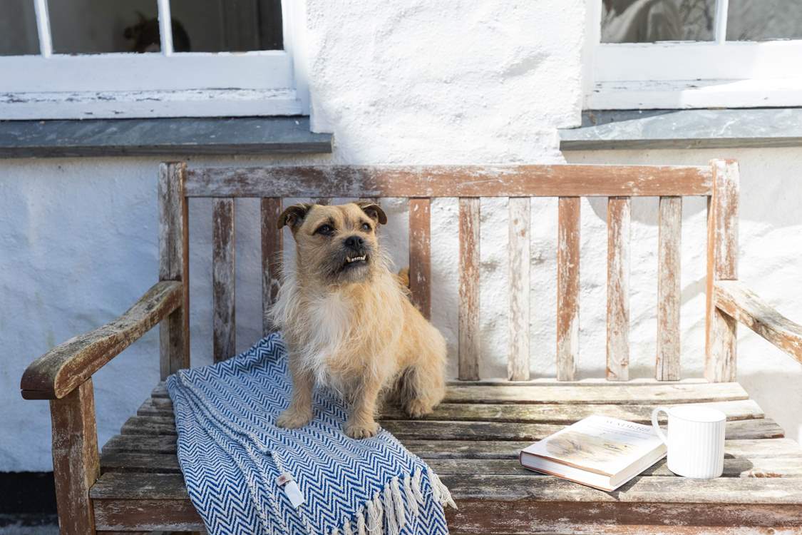 Four legged friends will love it here.