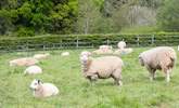 The paddock is frequently home to these cheeky chappies. - Thumbnail Image