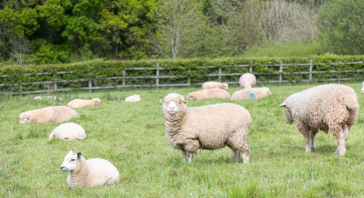 The paddock is frequently home to these cheeky chappies.