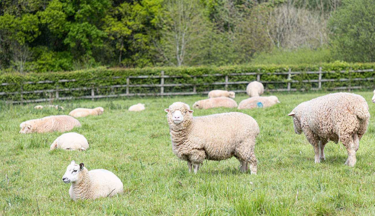 The paddock is frequently home to these cheeky chappies.