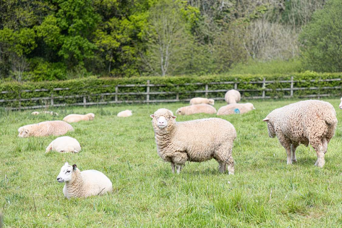 The paddock is frequently home to these cheeky chappies.