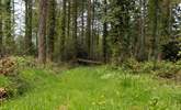 The entrance to one of the woodland trails, which is on your doorstep.  - Thumbnail Image