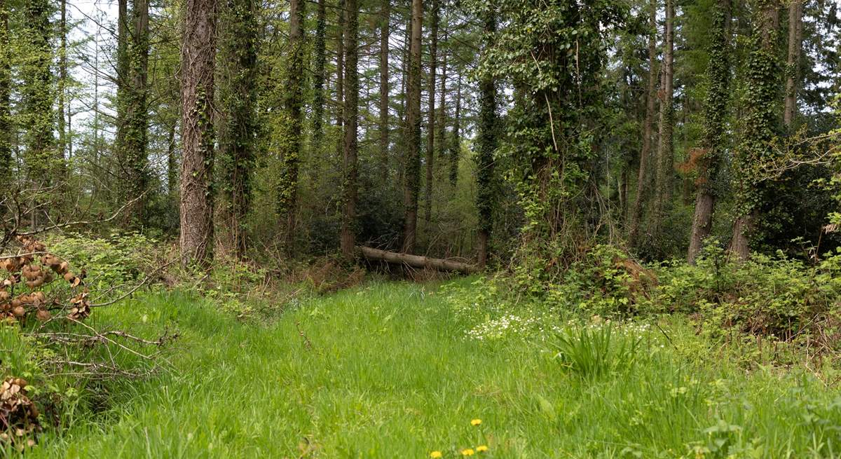 The entrance to one of the woodland trails, which is on your doorstep. 
