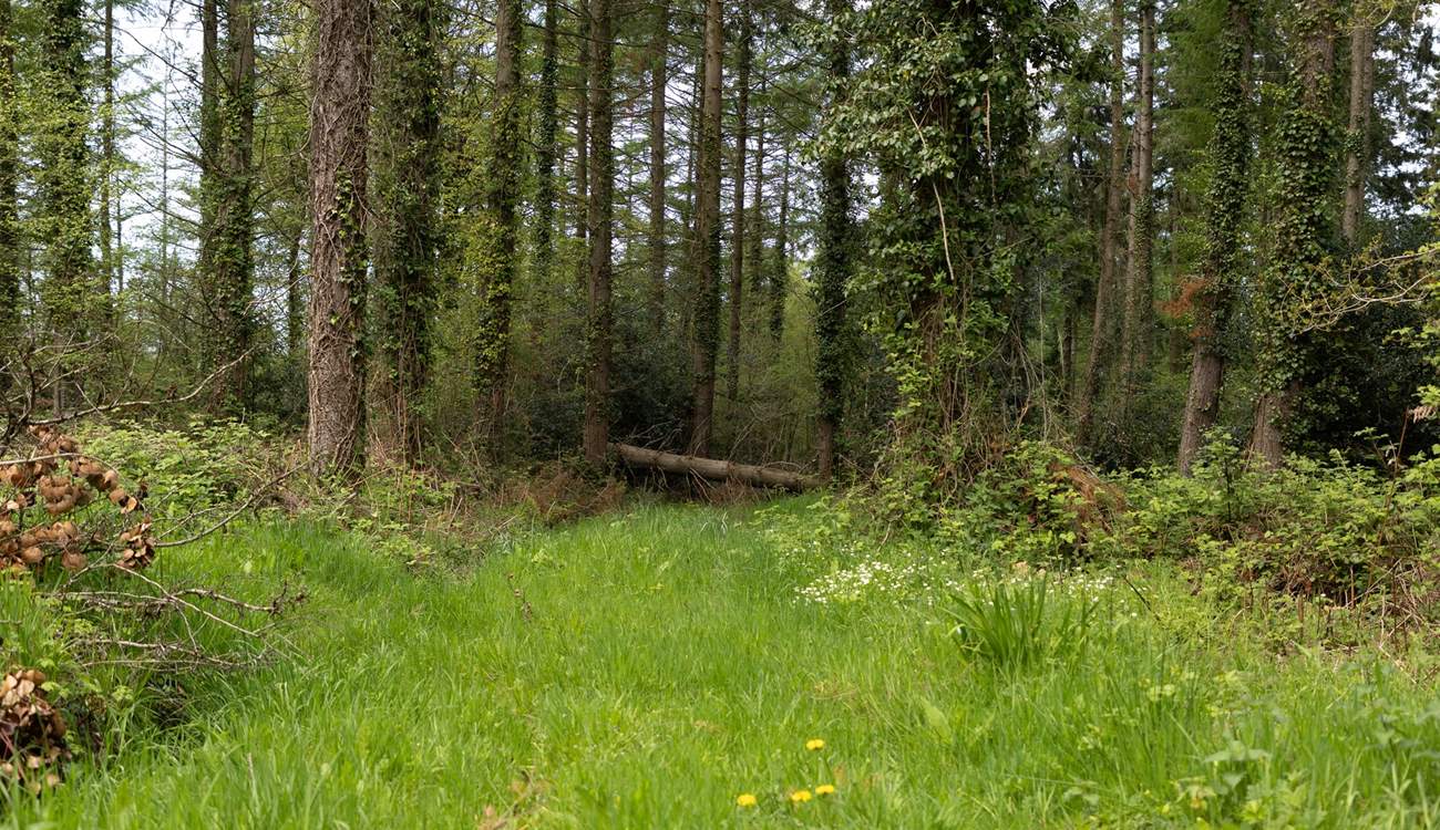 The entrance to one of the woodland trails, which is on your doorstep. 
