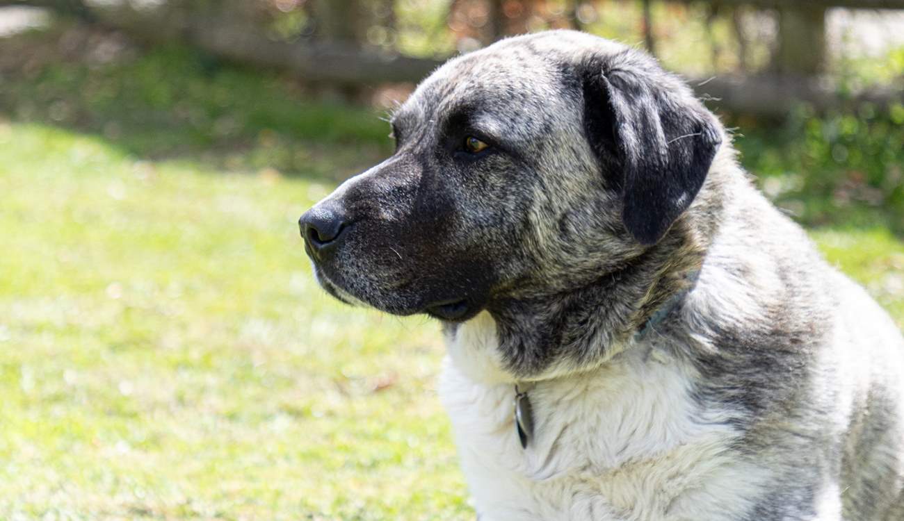 What a handsome boy, enjoying the sun in the paddock.