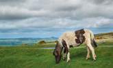Pack a picnic, pull on those walking boots and head to dramatic Dartmoor where you'll find these wonderful ponies grazing freely across the moors. - Thumbnail Image