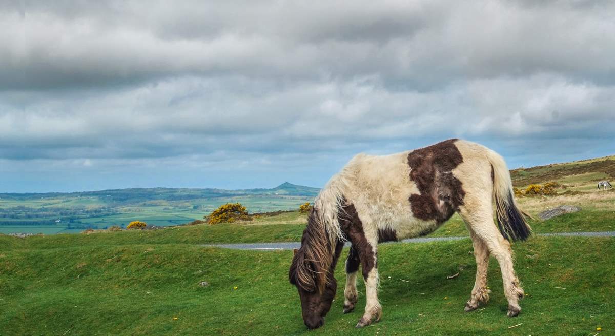 Pack a picnic, pull on those walking boots and head to dramatic Dartmoor where you'll find these wonderful ponies grazing freely across the moors.