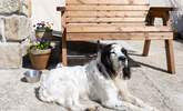 Your canine companions are most welcome. - Thumbnail Image