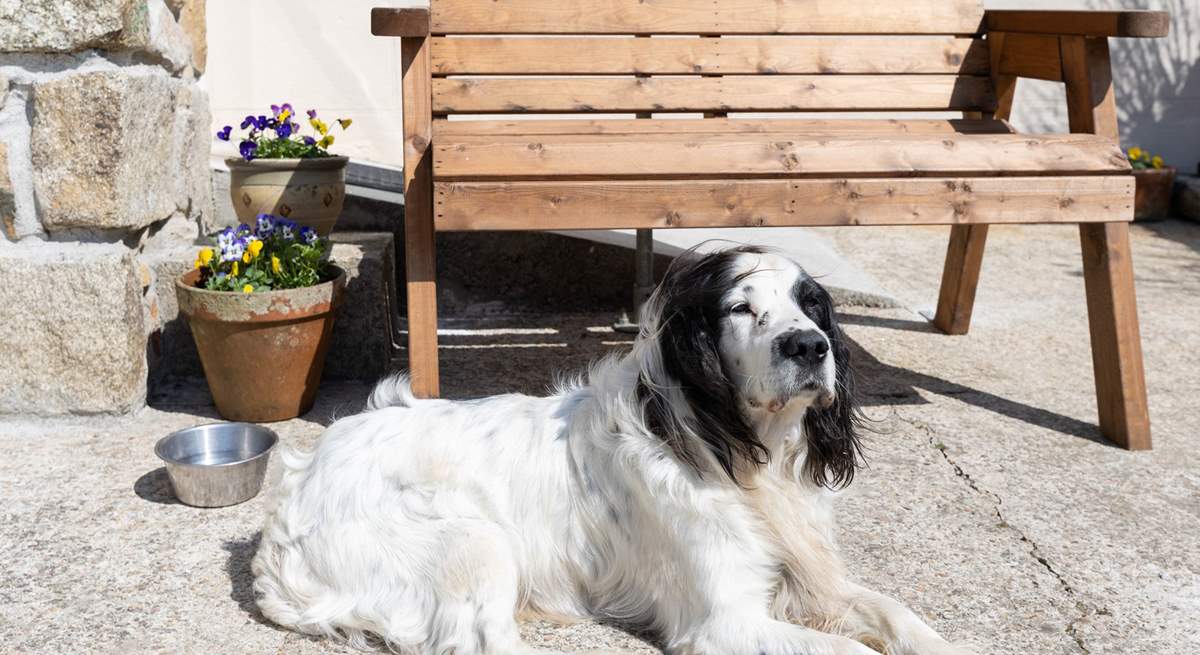 Your canine companions are most welcome.