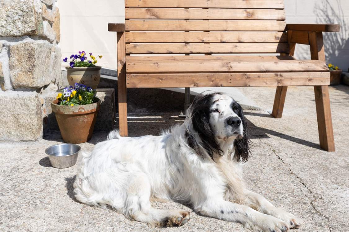 Your canine companions are most welcome.