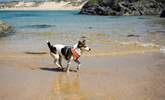 Your small canine companion is so welcome. - Thumbnail Image