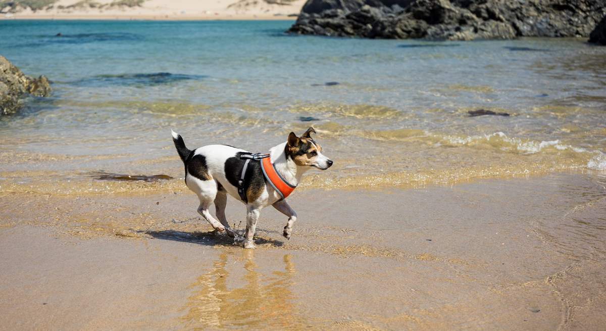 Your small canine companion is so welcome.