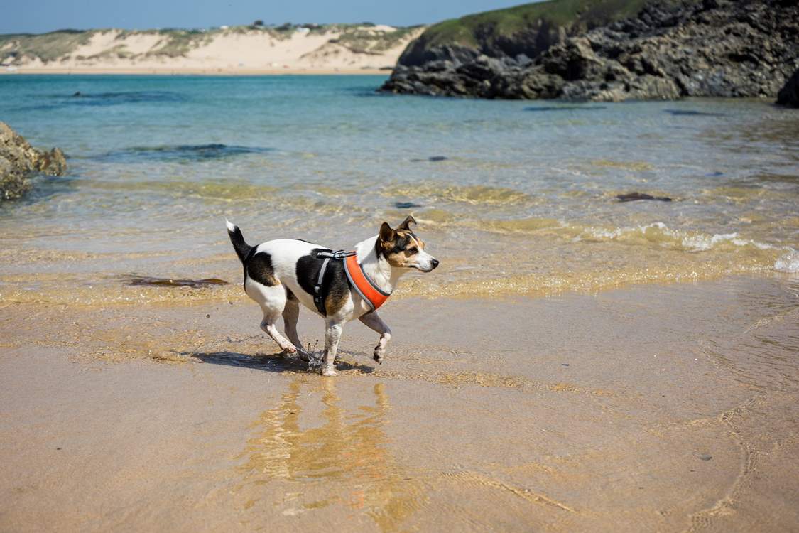 Your small canine companion is so welcome.