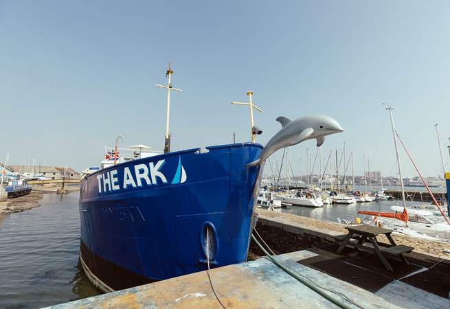 Flipper the resident dolphin resides at the front of The Ark.